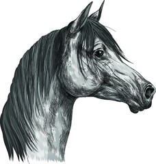 horse head of a black white mane  sketch vector illustration