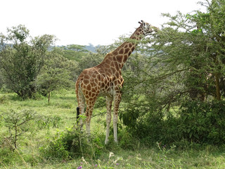 Giraffa camelopardalis rothschildi