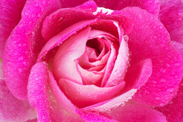 Close-up of a pink rose with raindrops revealing its patterns, textures, and details