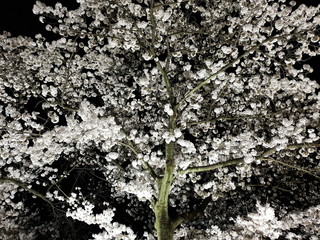 조명을 받아 아름다운 벚꽃의 야경