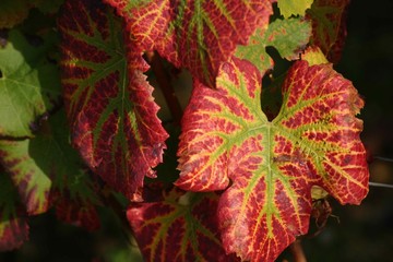 Vine Leaves Closeup