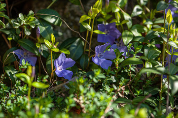 Blühendes Immergrün von Sonne beschienen