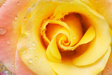 Close-up of a yellow rose with raindrops revealing its patterns, textures, and details