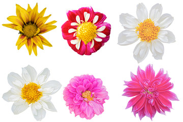 Multi Color Dahlia flower on white background. Photo with clipping path.