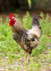 Chickens and roosters in a farm