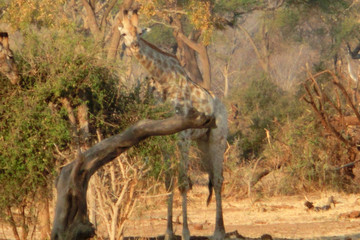 Fototapeta na wymiar Giraffa camelopardalis giraffa