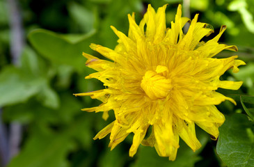 yellow dandelion flower in spring wirh waterdrops