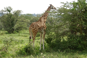 Giraffa camelopardalis rothschildi