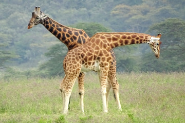 Naklejka premium Giraffa camelopardalis rothschildi