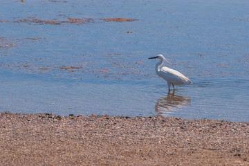 White heron on the shore of the Mediterranean sea. Crete island, Greece, Europe