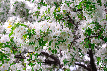 Blooming Apple tree. Spring has come.