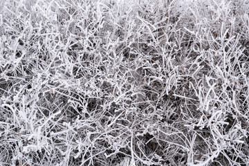 Shrub in the cold in the forest. Winter background, texture.