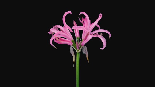 Time-lapse of opening pink nerine lily 4a4 in 4K PNG+ format with ALPHA transparency channel isolated on black background
