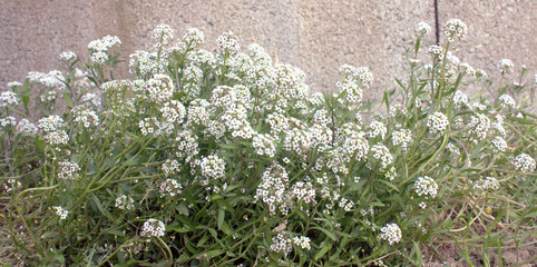 plante vivace blanche floraison printannière 