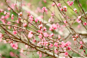 Obraz na płótnie Canvas tress and flowers during spring season