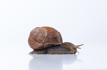 A snail  on a white background. Speed concept.