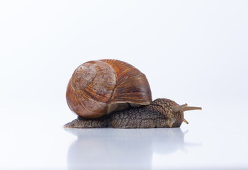 A snail  on a white background. Speed concept.