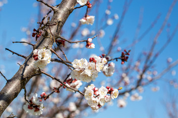 Apricot tree flowers with soft focus. Spring white flowers on a tree branch. Apricot tree in bloom. Spring, seasons, white flowers of apricot tree close-up.