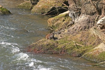 Bisamratte (Ondatra zibethicus) an der Eder in Nordhessen