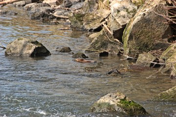 Bisamratte (Ondatra zibethicus) an der Eder in Nordhessen
