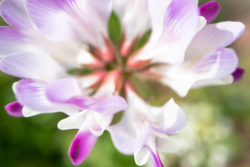 4月に咲くマメ科植物　レンゲソウ