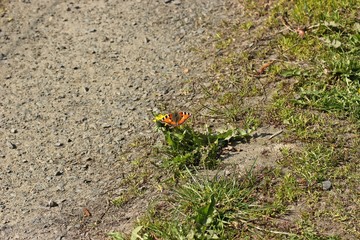 Kleiner Fuchs ( Aglais urticae) auf Löwenzahn