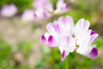 Fototapeta premium 4月に咲くマメ科植物 レンゲソウ