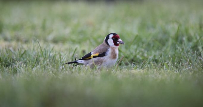 chardonneret mangeant une graine en gros plan