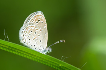 Butterflies seize the leaves after the rain.