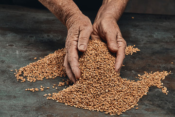 Hands of an old woman collects grain of ripe wheat. Still life of the wheat harvest.  Wheat grains in hands on a dark background. Close-up