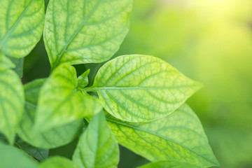 Detailed background and texture of leaves.