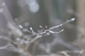 Young plant leaf buds on tree branches in spring forest
