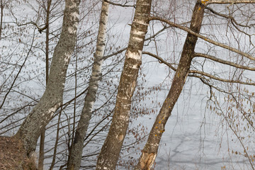 Birch tree trunks and branches on frozen river side in sunny day