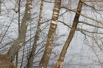 Obraz premium Birch tree trunks and branches on frozen river side in sunny day