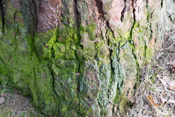 Green moss on pine tree trunk in sun light