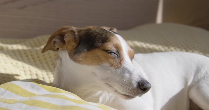 Cute jack russell terrier dog yawning while laying on pillow at home in bed