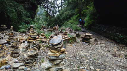 hiking trail in forest