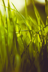 High green grass in sunny garden, side view, closeup.