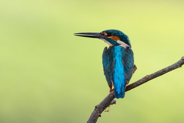 Image of common kingfisher (Alcedo atthis) perched on a branch on nature background. Bird. Animals.