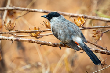 Naklejka premium Image of Sooty-headed bulbul (Pycnonotus aurigaster) on a tree branch on nature background. Birds. Animal.