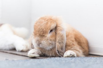 Rabbit with brown and white Lovely lying on the floor. Split on a white background.