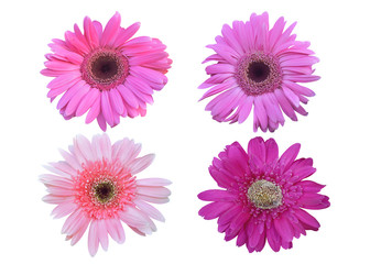 Colorful vibrant bright gerbera daisy flowers blooming on white background.