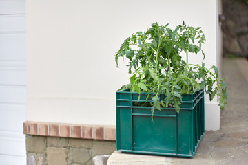 Seedlings of tomato sprouts in plastic box