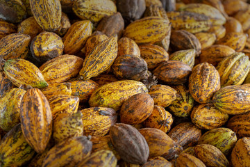 Cacao fruit, raw cacao beans and Cocoa pod background