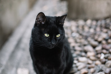 Cute black male cat looking and sitting