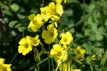 Close-up of a yellow flower of Oxalis pes-caprae, blurred green background.