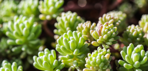 Green background with small sedum succulents in the garden. Nature backdrop - obrazy, fototapety, plakaty