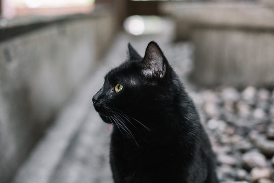 Cute black male cat looking and sitting
