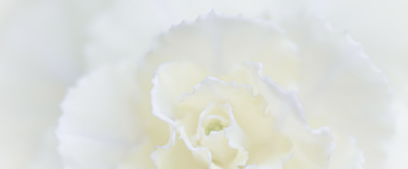 Abstract floral background, white carnation flower. Macro flowers backdrop for holiday brand design