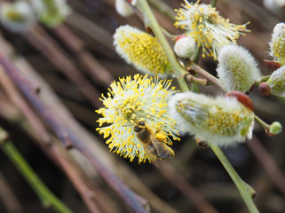 Biene auf Weidek&auml;tzchen